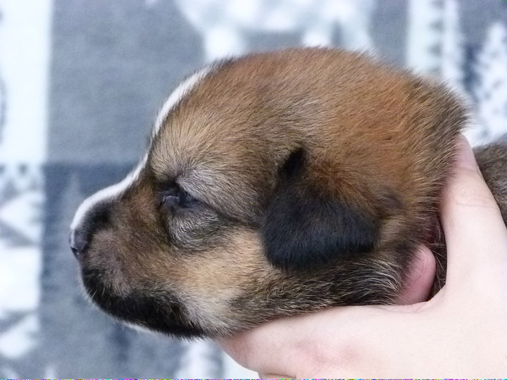 chinook puppy